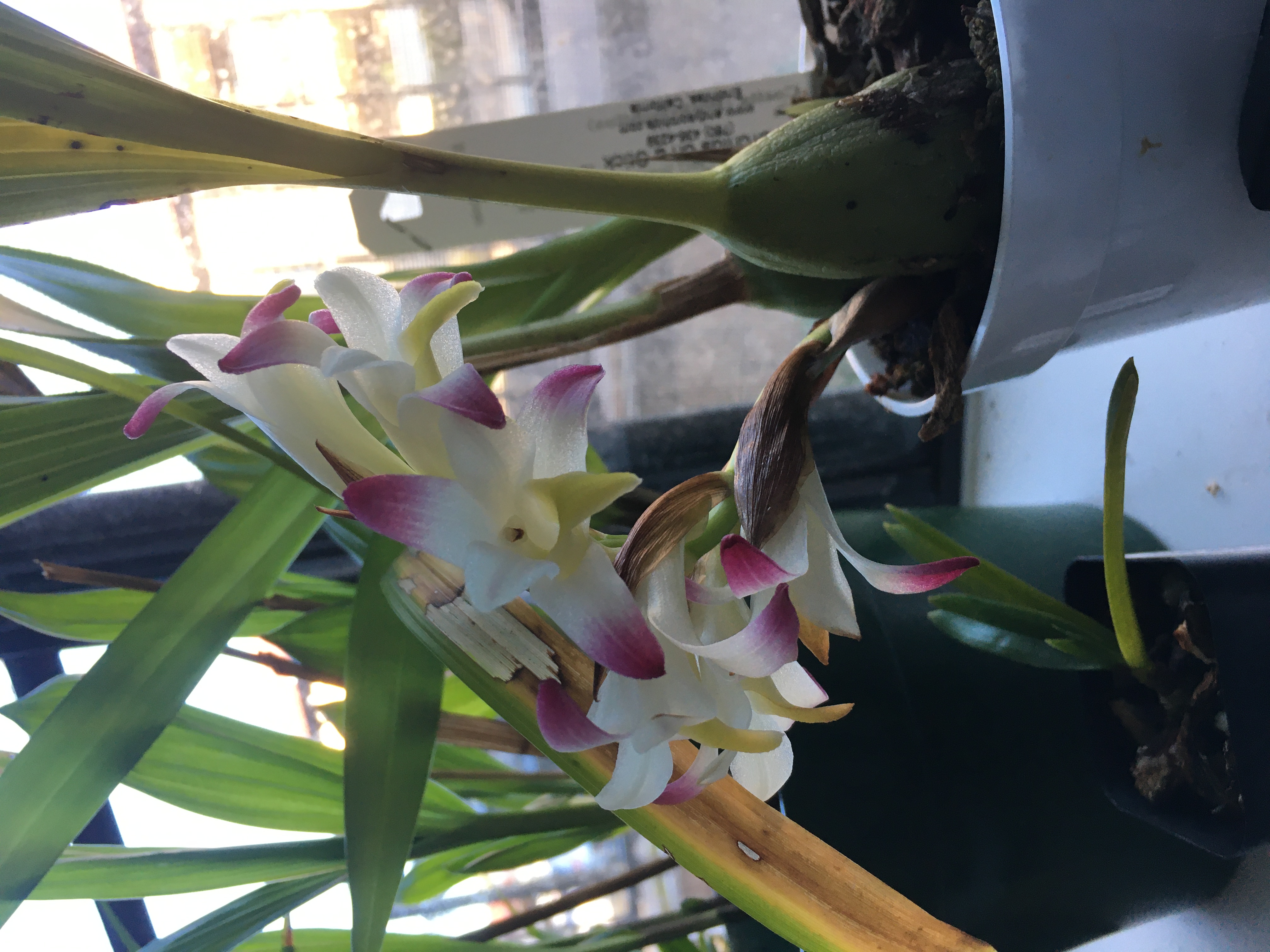 coelia (syn. bothriochilus) bella in flower 2022-01-20