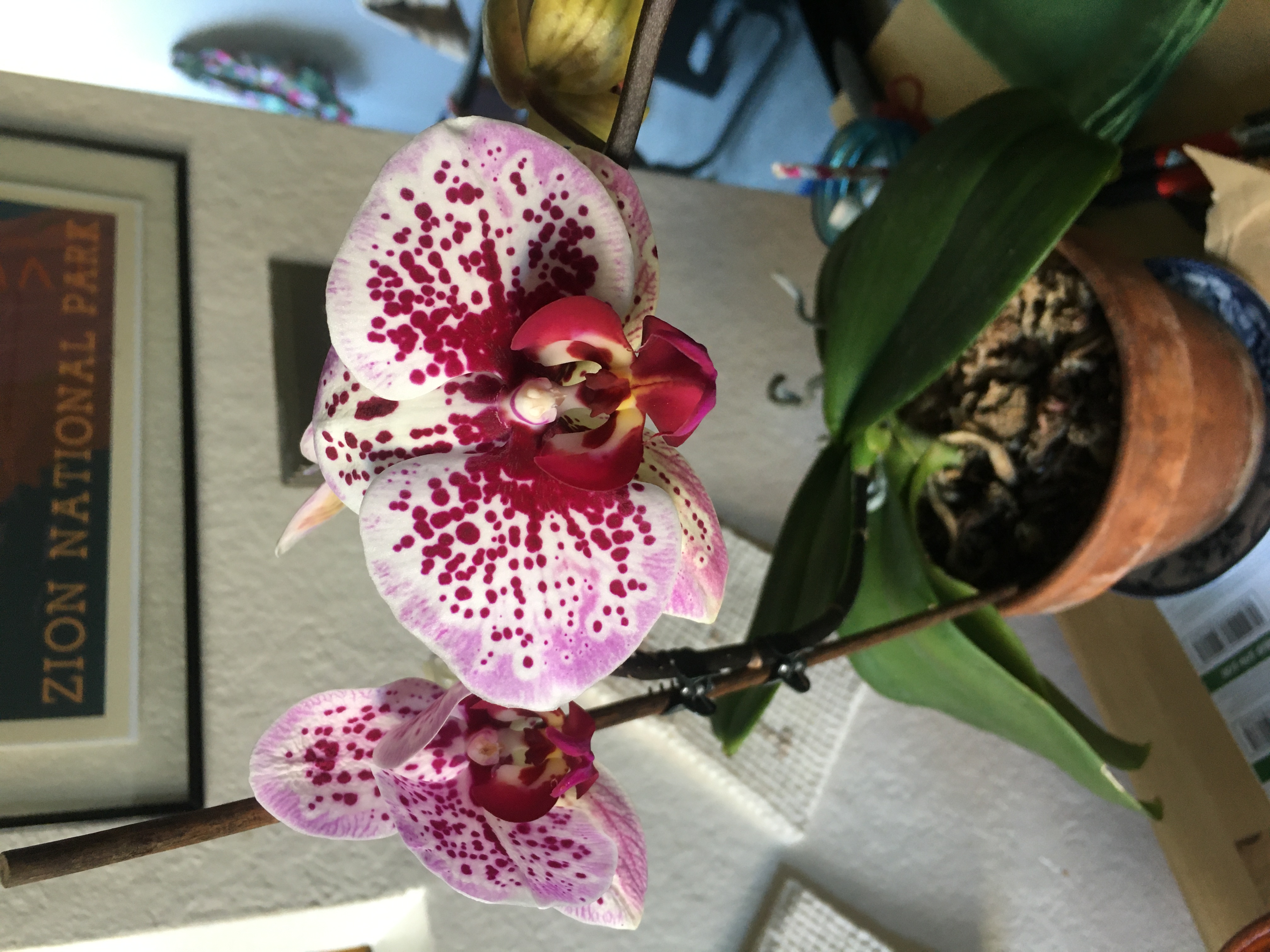 grocery store phalaenopsis hybrid in flower 2022-03-18