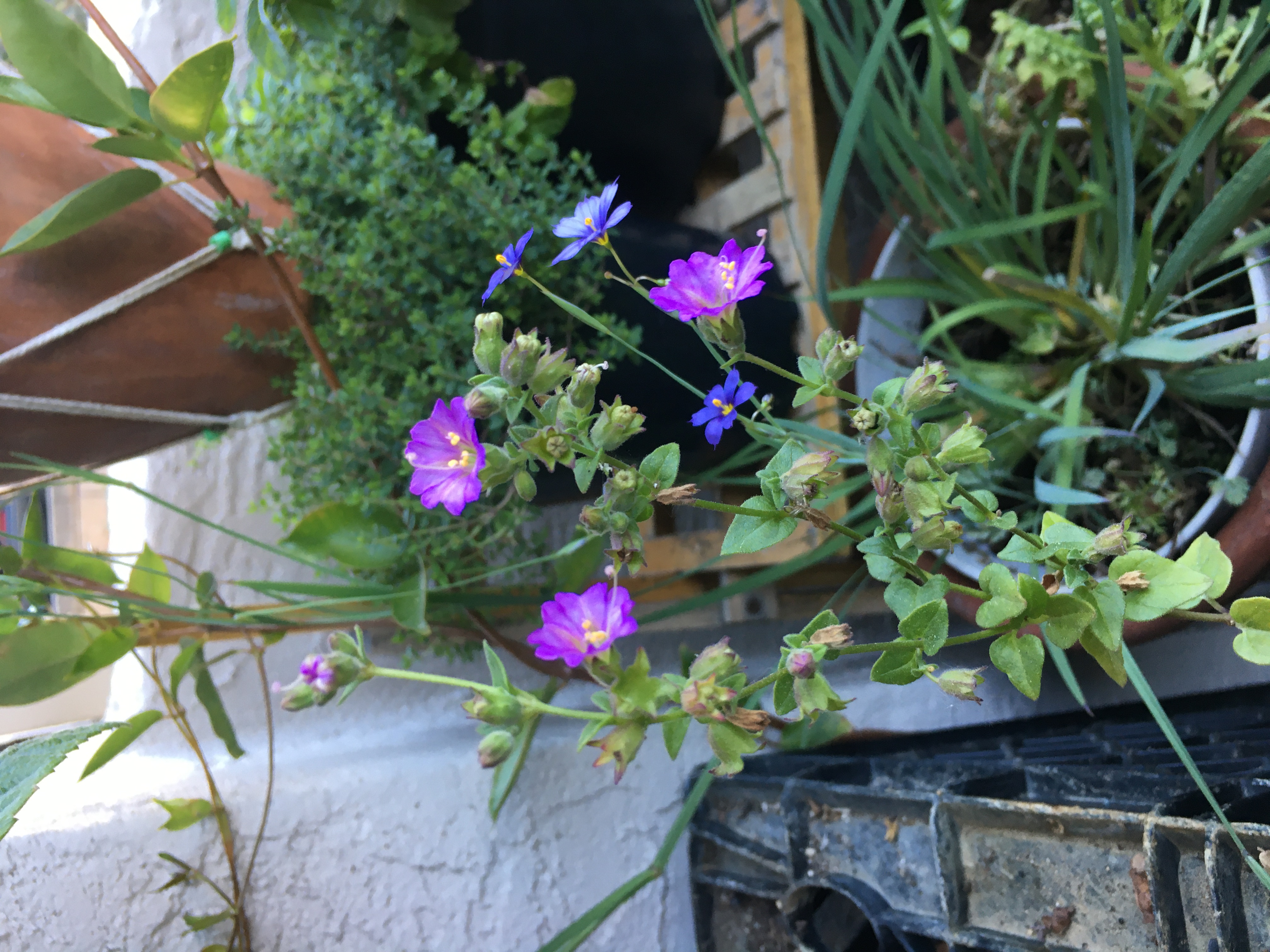 california natives mirabilis laevis and sisyrinchium bellum flowering outdoors 2022-03-25 (no they're not orchids but they're so pretty...