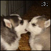 file name beepzurnose.jpg. one husky puppy biting another puppy's muzzle captioned: ;3;